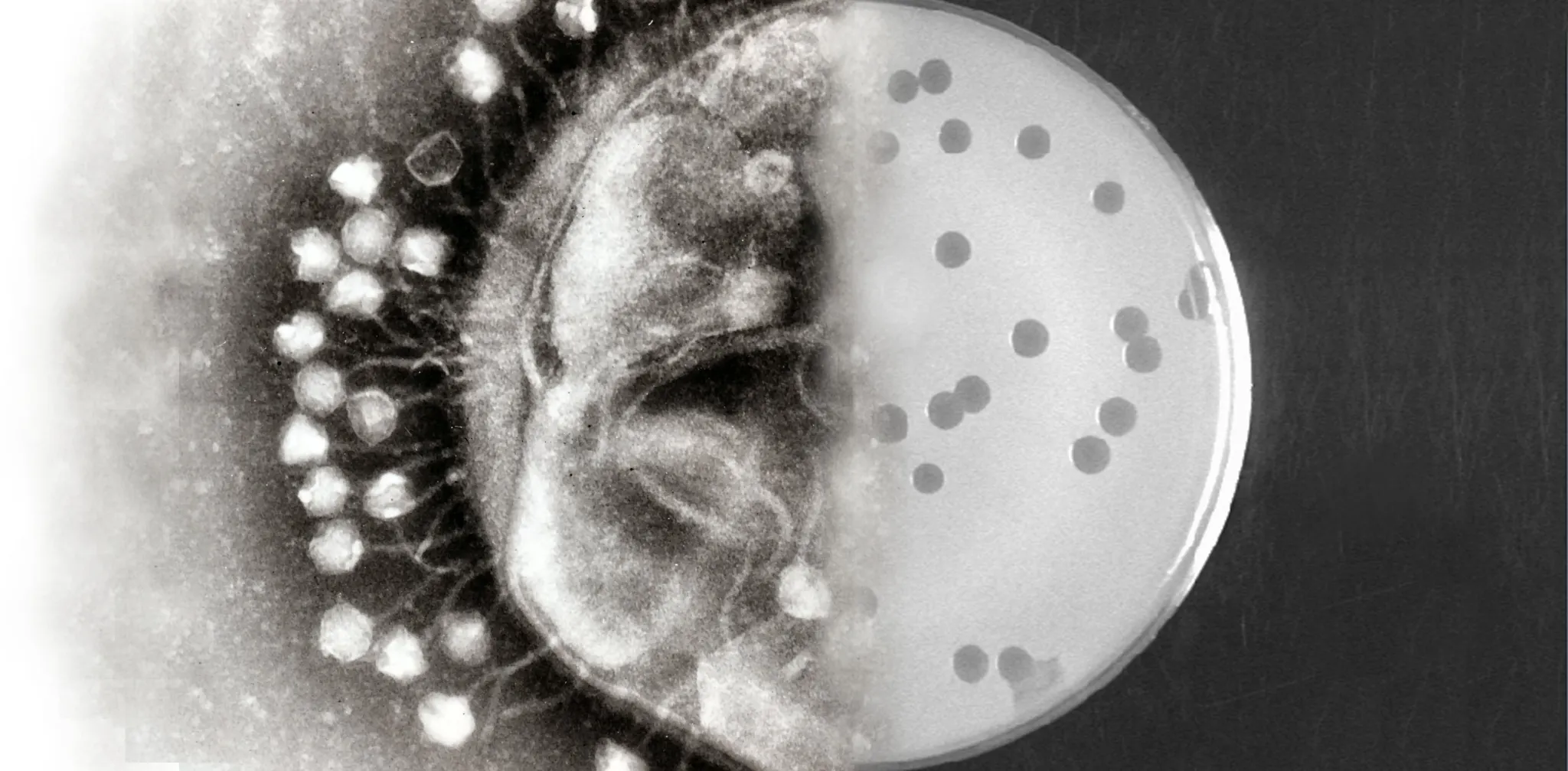 An electron micrograph of bacteriophages clustered on the surface of a bacterial cell, blending into a photograph of a petri dish where phages have cleared round plaques in a bacterial lawn.