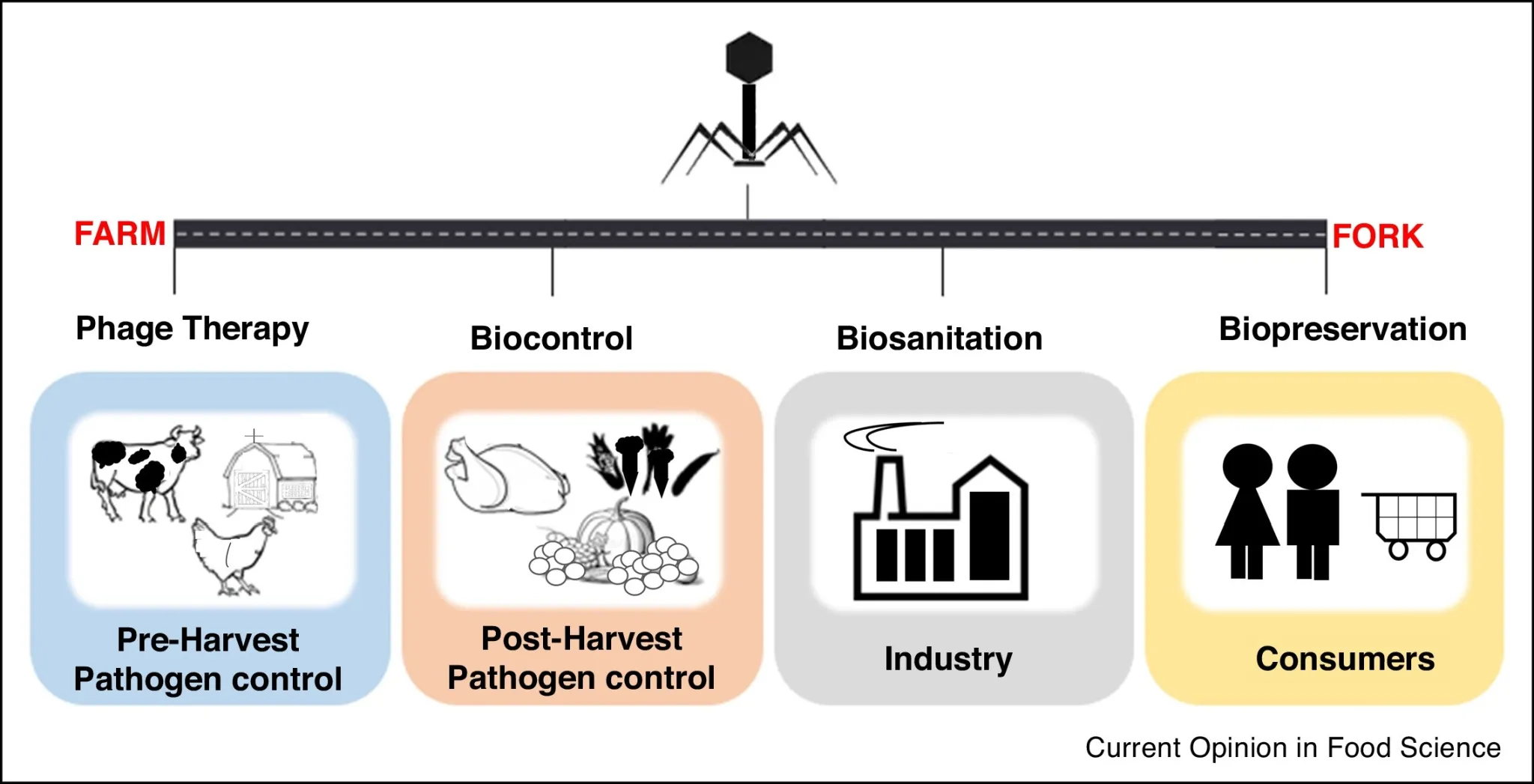 Phage applications along a farm-to-fork road: phage therapy for pre-harvest pathogen control in livestock, biocontrol for post-harvest pathogen control in produce, biosanitation in industry, and biopreservation for consumers.