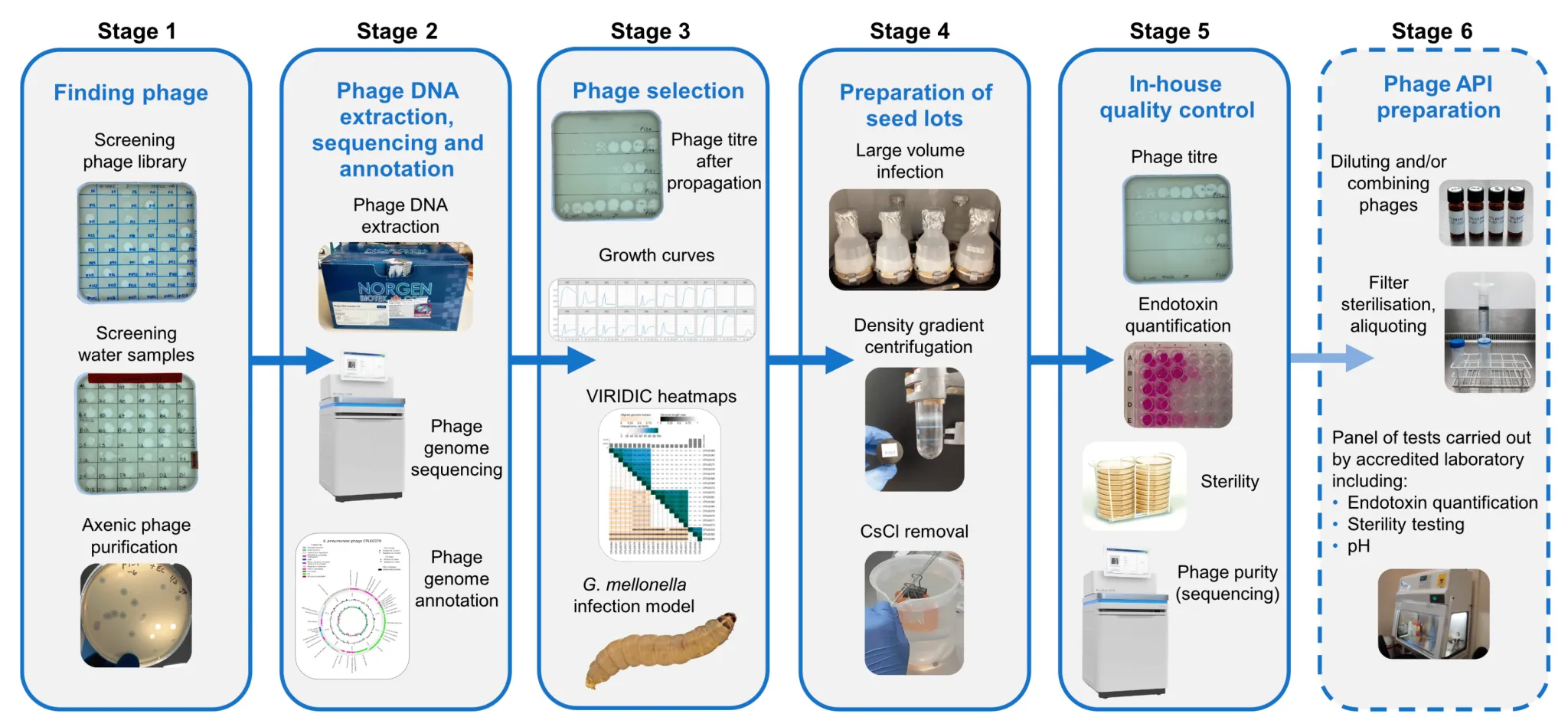 A six-stage phage production workflow: finding phage by screening a phage library and water samples; phage DNA extraction, sequencing and annotation; phage selection using titres, growth curves, VIRIDIC heatmaps and a G. mellonella infection model; preparation of seed lots; in-house quality control for titre, endotoxin, sterility and purity; and phage API preparation with filter sterilisation and a panel of accredited laboratory tests.